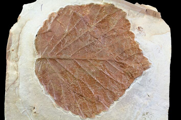 Detailed Fossil Leaf (Davidia) - Montana #80791